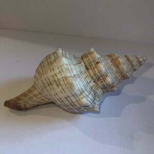 Spiral Swirl Baby Conch Sea Shell 7" Length Cream Tan Nautical